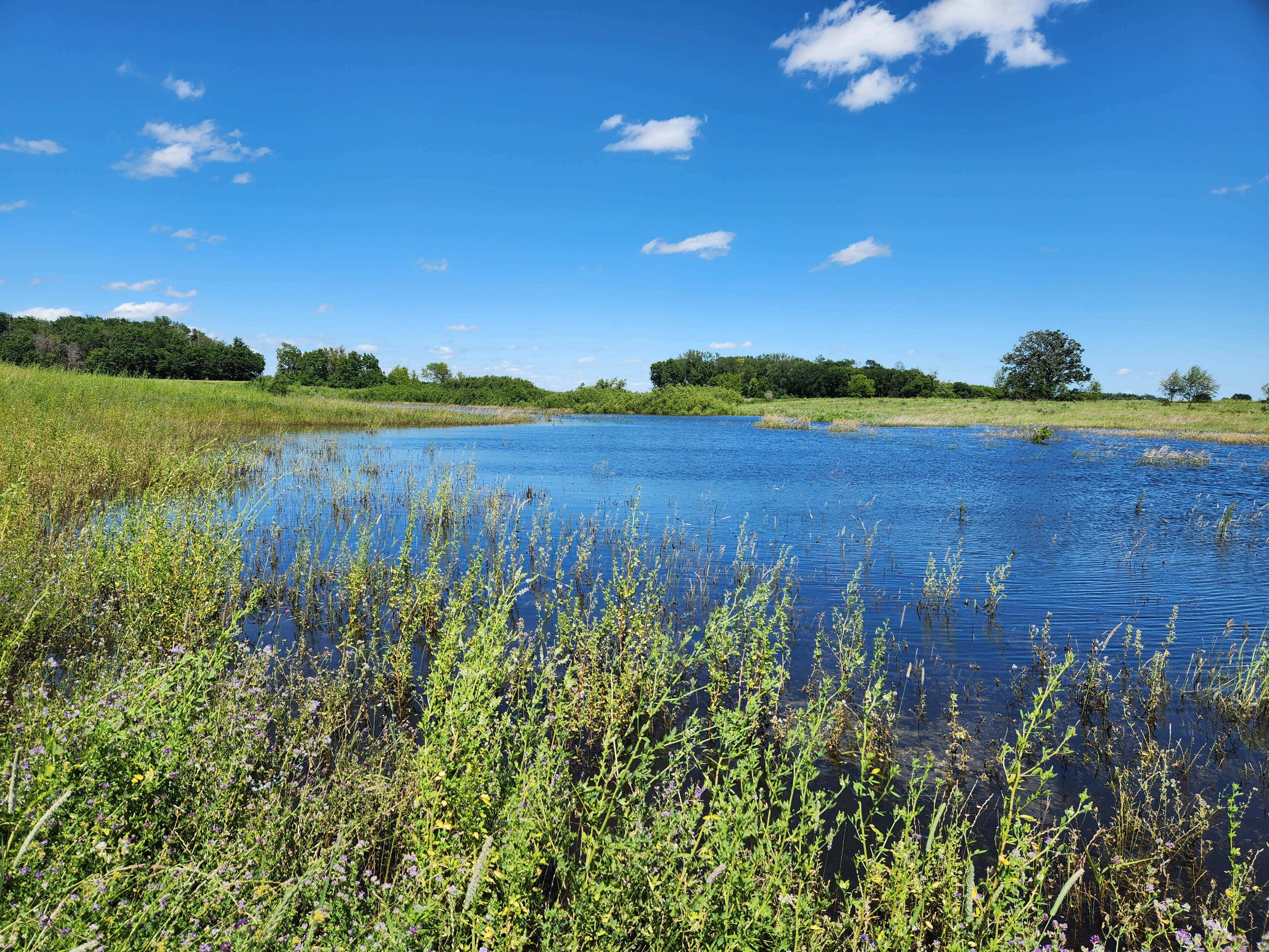 Summer brings new plant growth to the restored wetland on the Miller Tract site.
